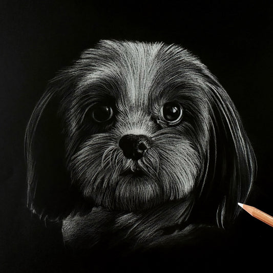White pencil drawing on black paper of a Shih-Tzu with a white stripe in the middle of its face looking straight on