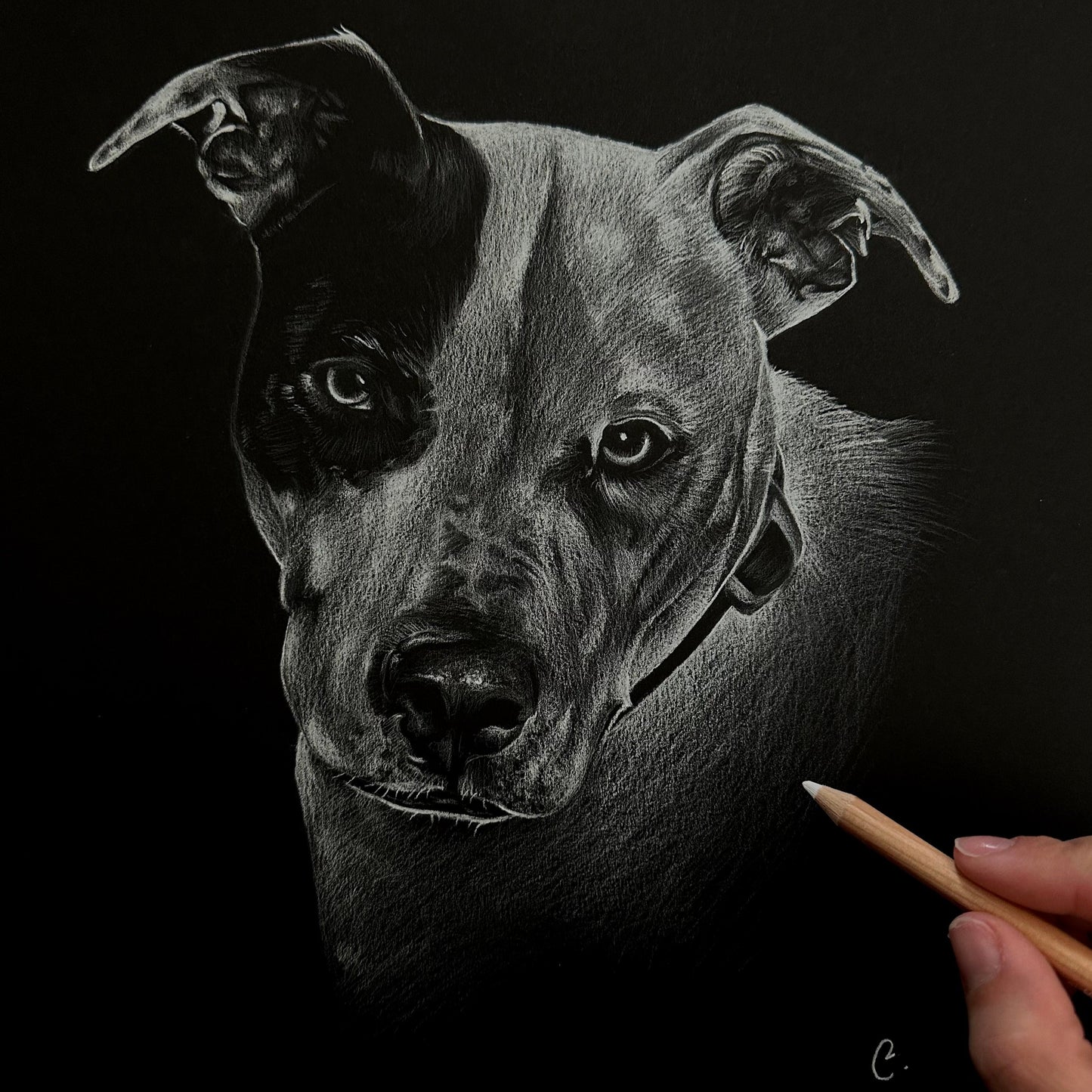 white pencil drawing of a white pitbull with tiny freckles on its nose and a black spot around its right eye