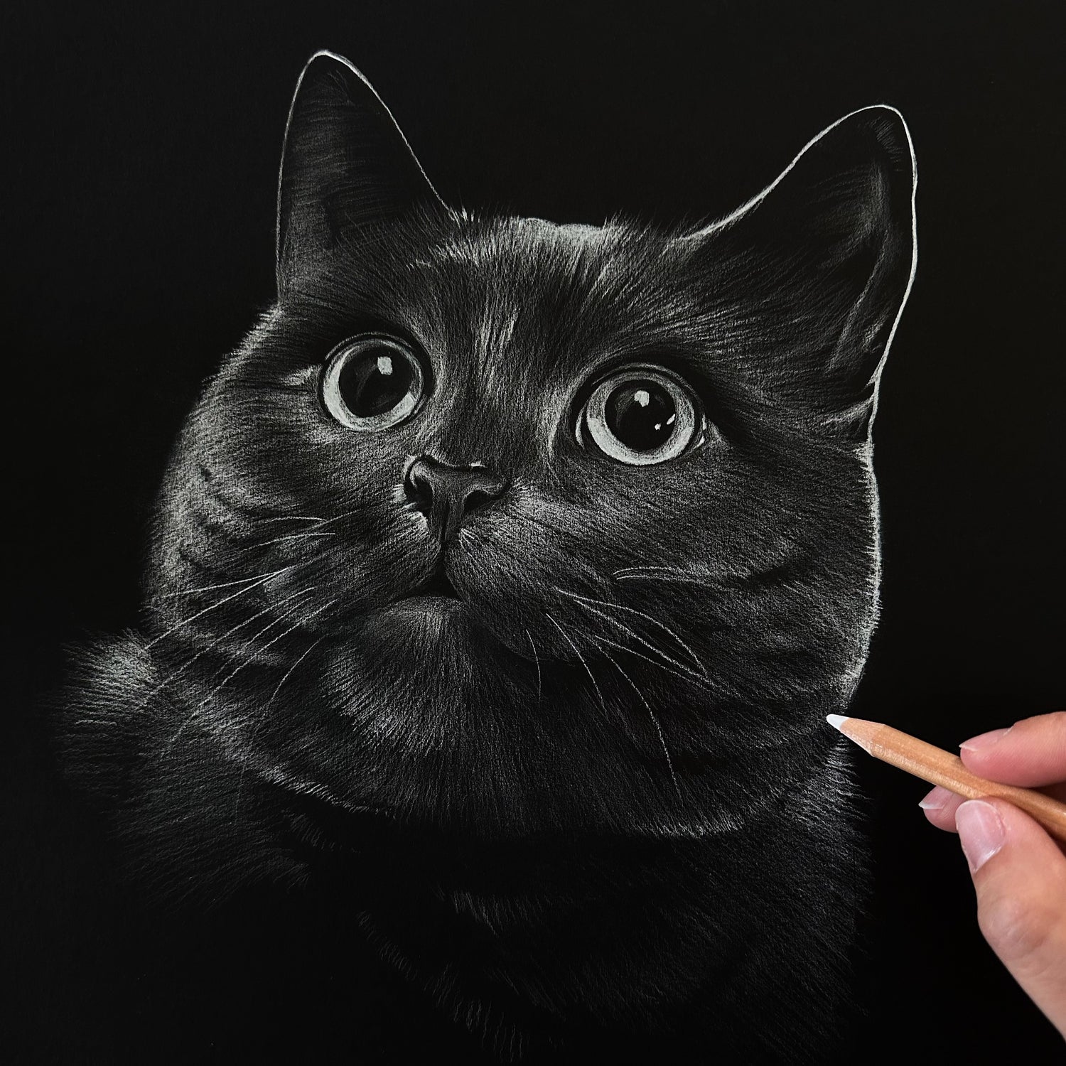 White pencil drawing on black paper of a fluffly cat with large shiny eyeballs